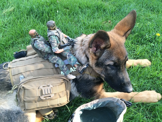 tactical dog stuff